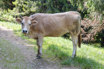 A young cow freely grazing in the forest