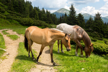 A herd of brown horses graze in the green mountains