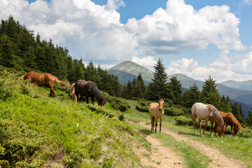 A herd of horses graze in the green mountains