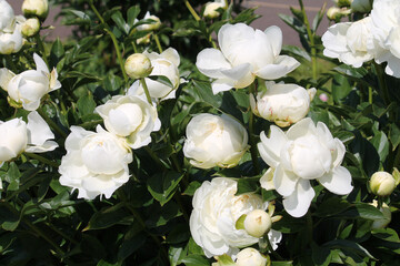 White double flowers of Paeonia lactiflora (cultivar A. E. Kunderd). Flowering peony in garden