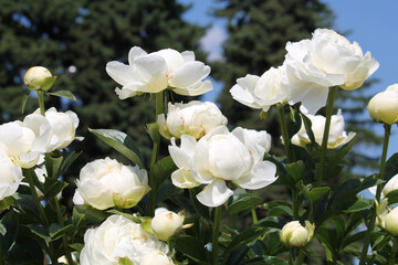 Obraz na płótnie Canvas White double flowers of Paeonia lactiflora (cultivar A. E. Kunderd). Flowering peony in garden