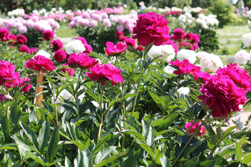 Pink double flowers of Paeonia lactiflora (cultivar Arkadij Gajdar). Flowering peony in garden © kazakovmaksim