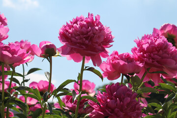 Pink double flowers of Paeonia lactiflora (cultivar Glory Hallelujah). Flowering peony in garden