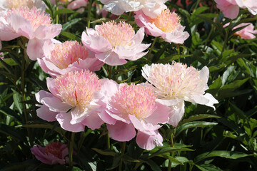 Pink flowers of Paeonia lactiflora (cultivar Zhemchuzhnaya Rossyp). Japanese flowered peony in...