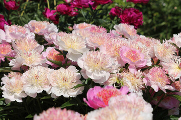 Pink flowers of Paeonia lactiflora (cultivar Zhemchuzhnaya Rossyp). Japanese flowered peony in garden