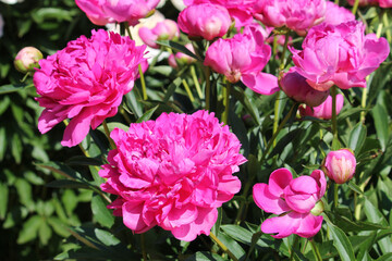 Pink double flowers of Paeonia lactiflora (cultivar Vostok). Flowering peony in garden