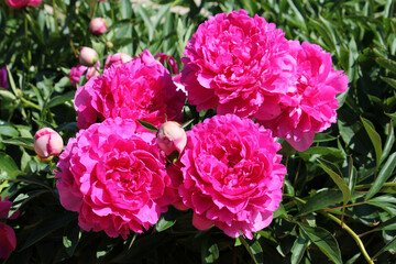 Pink double flowers of Paeonia lactiflora (cultivar Vostok). Flowering peony in garden