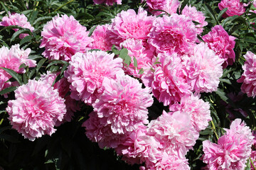 Pink double flowers of Paeonia lactiflora (cultivar Voskhod). Flowering peony in garden