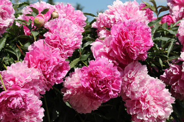 Pink double flowers of Paeonia lactiflora (cultivar Voskhod). Flowering peony in garden