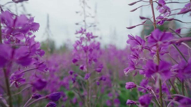 Dolly in on Fireweed in Slow Motion