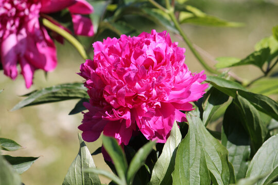 Pink double flower of Paeonia lactiflora (cultivar Kreyser Avrora) close-up. Flowering peony in garden