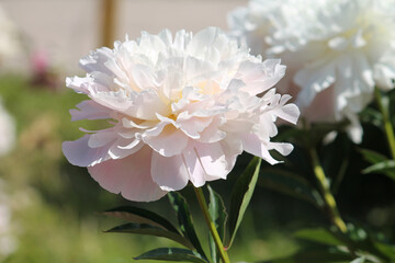 White double flower of Paeonia lactiflora (cultivar Sol'vejg) close-up. Flowering peony in garden - 515740454