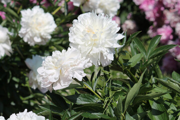 White double flowers of Paeonia lactiflora (cultivar Sol'vejg). Flowering peony in garden
