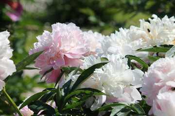 Pink-white double flowers of Paeonia lactiflora (cultivar Maya Plisetskaya). Flowering peony in garden