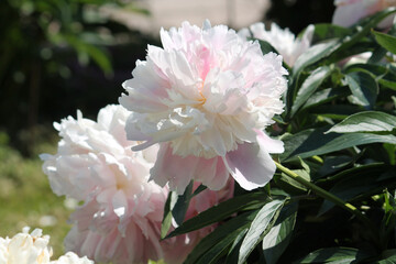 Pink-white double flower of Paeonia lactiflora (cultivar Maya Plisetskaya) close-up. Flowering peony in garden - 515740463