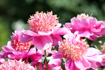 Pink flowers of Paeonia lactiflora (cultivar Neon). Japanese flowered peony in garden - obrazy, fototapety, plakaty