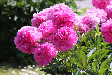 Pink double flowers of Paeonia lactiflora (cultivar Varenka). Flowering peony in garden