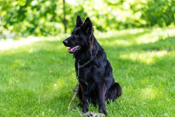 Beautiful black shepherd dog on the grass, on a green background.