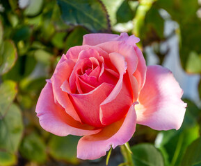 A single pink rose is in a garden. It is partially opened with green around it.