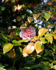 pink rose flower