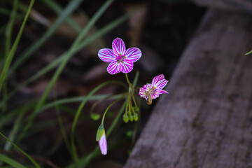flowers in the forest