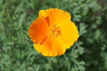 California Orange Poppy Wildflower Macro