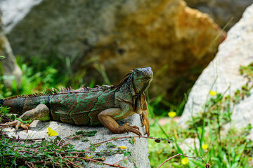 Iguanas warming in the sun on volcanic rocks. Iguana lizard on a stone.