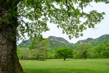 森と山並