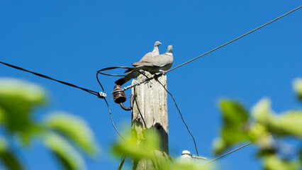 The common wood pigeon (lat. Columba palumbus), of the family Columbidae. Central Russia.