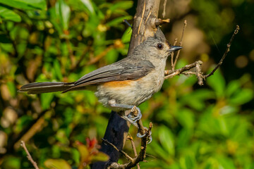 Tufted Titmouse