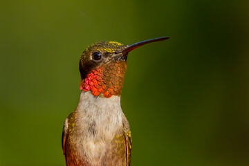 Fototapeta na wymiar Ruby Throated HUmmingbird