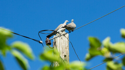 The common wood pigeon (lat. Columba palumbus), of the family Columbidae. Central Russia.