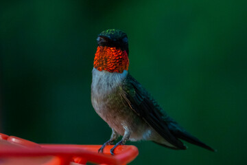 Ruby Throated HUmmingbird