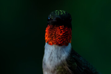 Ruby Throated HUmmingbird