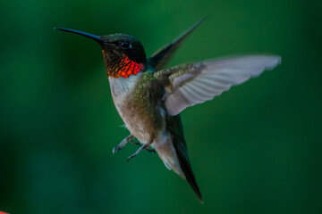 Obraz na płótnie Canvas Ruby Throated HUmmingbird