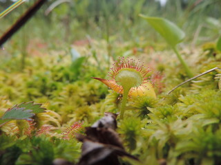 Sundew plant in the bog close up 