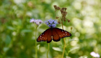 butterfly on flower