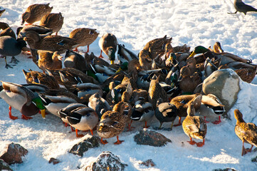 Mallards Eating