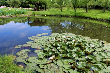 Fototapeta na wymiar 穏やかな水面に青空が映る　夏の公園　風景　古河