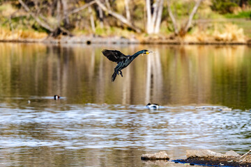 Cormorant Landing