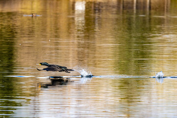 Cormorant Takeoff