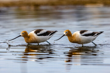 American Avocet Couple 1