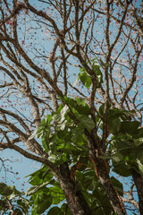 branches against blue sky

