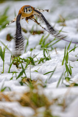 American Kestrel Takeoff