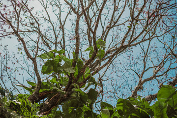 branches against blue sky
