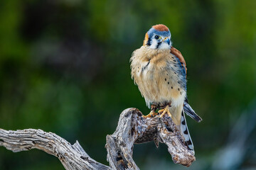 American Kestrel Side Branch