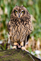 Short-Eared Owl on Log 1