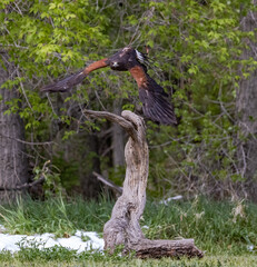 Harris Hawk Takeoff