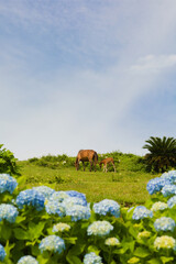 都井岬　馬とアジサイ	