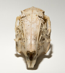 Skull of a hare on a white background. Rodent - (Lepus timidus). The bones of the head of the animal. © Piotr